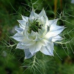 image of flower