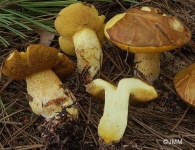 image of mushrooms