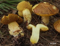 image of suillus #25