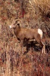 image of ram