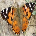 image of painted_butterfly #14