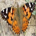 image of animal