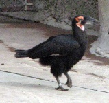 image of hornbill