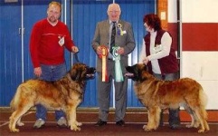 image of leonberg