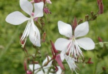 image of flower