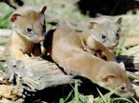 image of weasel