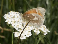 image of ringlet