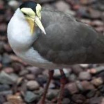 image of bird
