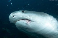 image of tiger_shark