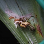 image of ant