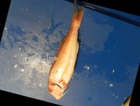 image of fish