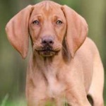 image of vizsla #11