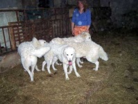 image of kuvasz