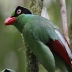 image of bird