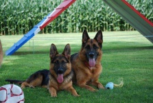 image of german_shepherd
