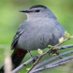 image of bird