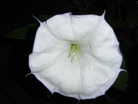 image of flower