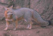 image of red_fox