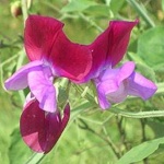 image of flower