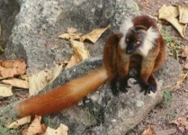 image of indri