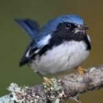 image of bird