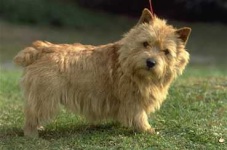 image of norwich_terrier