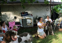 image of standard_poodle