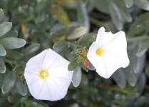 image of flower