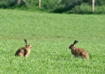 image of hare