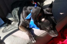 image of schipperke