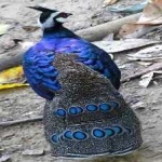 image of bird