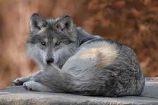 image of animal