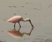 image of spoonbill