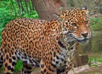 image of jaguar_car