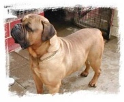 image of bull_mastiff