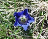 image of flower