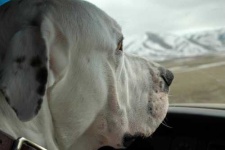 image of animal
