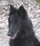 image of groenendael