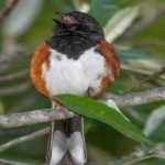 image of bird