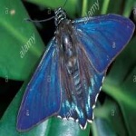 image of animal