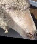 image of animal