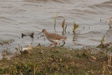image of redshank
