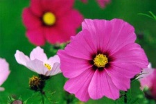 image of flower
