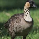 image of bird