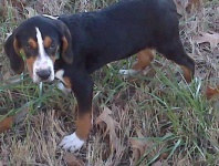 image of walker_hound