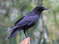 image of animal