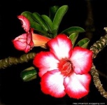 image of flower
