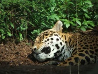 image of jaguar_car