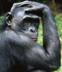 image of animal