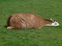 image of animal